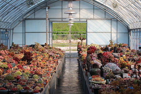 variety of plant collection thumbnail