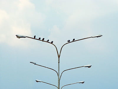 flock of birds perching on street post lamp thumbnail