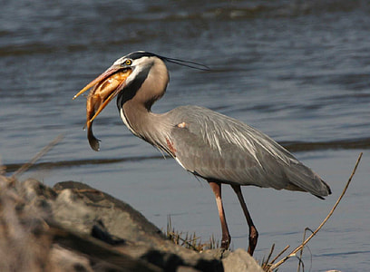 gray and white heron catched brown fish standing on shore during daytime thumbnail