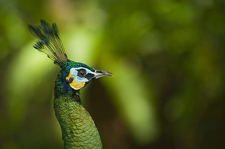 Photo of Peafowl thumbnail