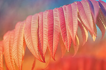 red leaf plant thumbnail
