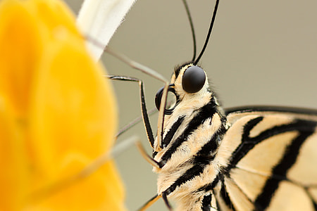 white and black striped butterfly perching on yellow flower in close-up photography thumbnail