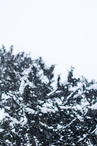 snowing, snow, tree, branches thumbnail