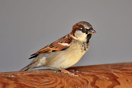 brown and tan bird perching on brown surface thumbnail