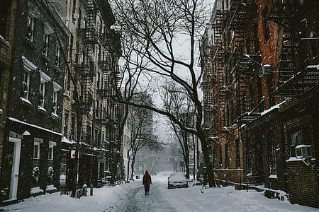 person walking on street with brown bare trees covered by snow near parked vehicle between two concrete buildings thumbnail