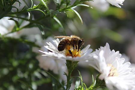 Close-up of Butterfly Pollinating on Flower thumbnail
