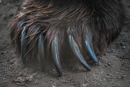 bear claws close up photo thumbnail