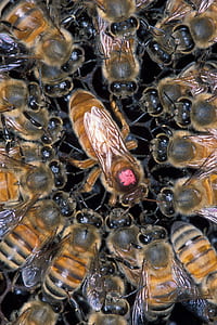 closeup photo of bees thumbnail