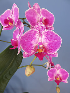 pink orchid flower in branches thumbnail