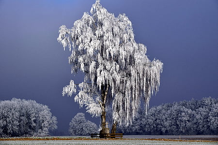 photo of grey tall tree thumbnail