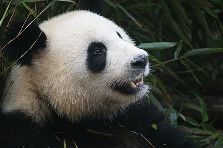 white and black panda at daytime thumbnail