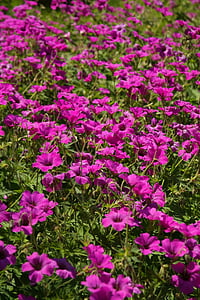 purple petunia flowers thumbnail