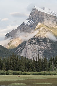 mountain near trees at daytime thumbnail
