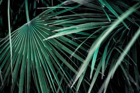 green plants thumbnail