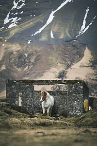 selective focus photo of white and brown horse behind gray building thumbnail