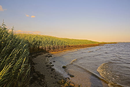 rice field beside beach thumbnail