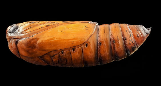 brown pupa thumbnail
