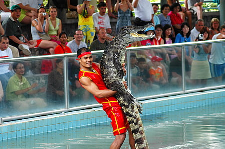 man carrying alligator near people sittings on bench thumbnail