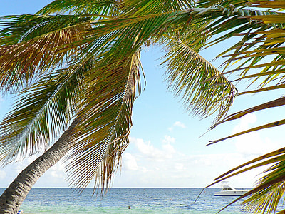 green coconut tree near body of water thumbnail