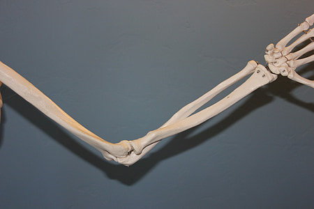 closeup photo of human skeleton arm thumbnail