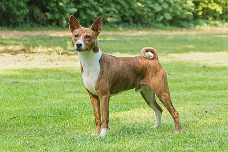 adult brown brindle and white Canaan dog thumbnail