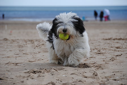 dog standing on brown sand while sucking green ball thumbnail