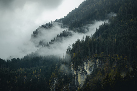 green leaf trees beside cliff thumbnail