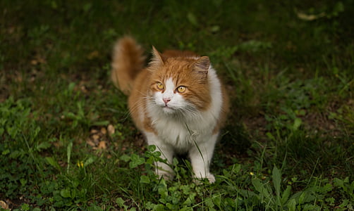 shallow focus photography of orange and white cat on grass field thumbnail