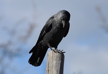 black bird during daytime thumbnail