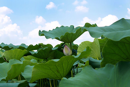 green leaves lot thumbnail