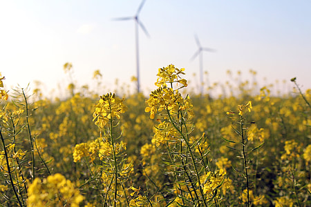 yellow flowers during day time thumbnail