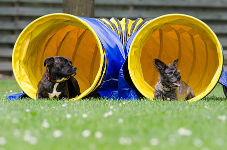 two black dogs lying down on grass inside blue and yellow play agility trainer thumbnail