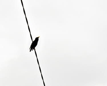 black bird on wire thumbnail