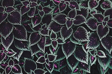 calieus plant thumbnail