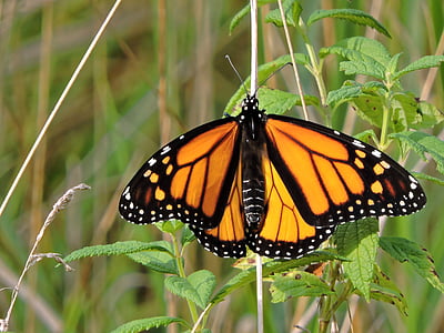 monarch butterfly perched on green leaf in closeup photography thumbnail