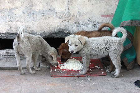three puppies eating thumbnail