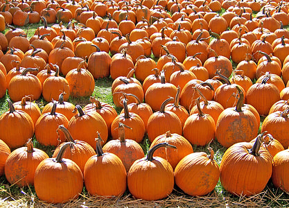 orange pumpkins on green grass during daytime thumbnail