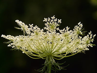 low angle photo of white Queen Anne's lace flower thumbnail