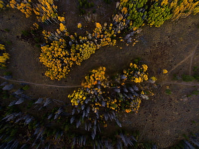 aerial view of yellow and black forest thumbnail