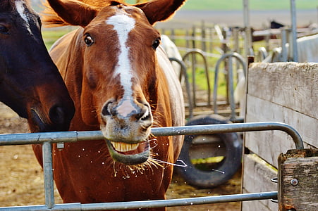 white and brown horse beside black horse thumbnail