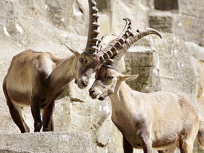 two brown mountain antelopes locking horns near rock cliff thumbnail