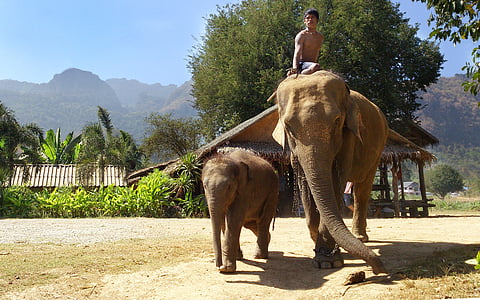 man riding brown elephant thumbnail
