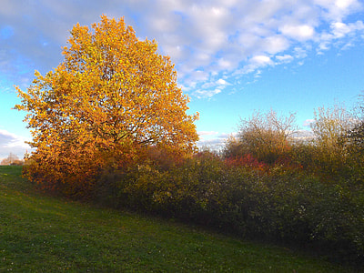 orange maple tree under dramatic clouds thumbnail