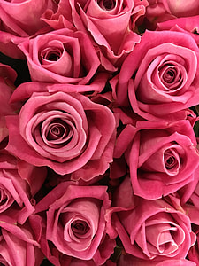 pink roses on focus photo thumbnail