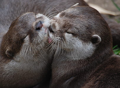 shallow photo of two otters thumbnail