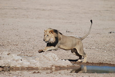 grey lion on grey rock thumbnail