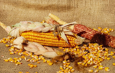 two corn cobs placed on beige sack thumbnail