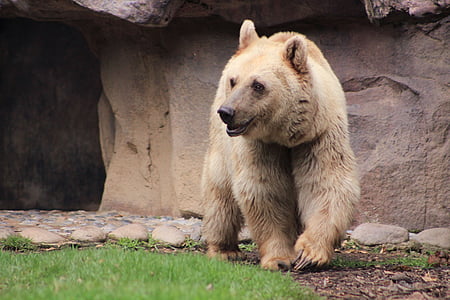 polar bear thumbnail