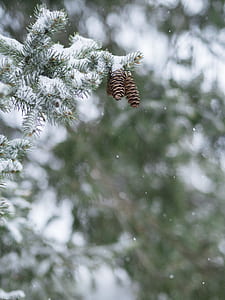 pine coon and glacier tree at daytime thumbnail