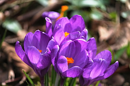 shallow focus photography of flower thumbnail